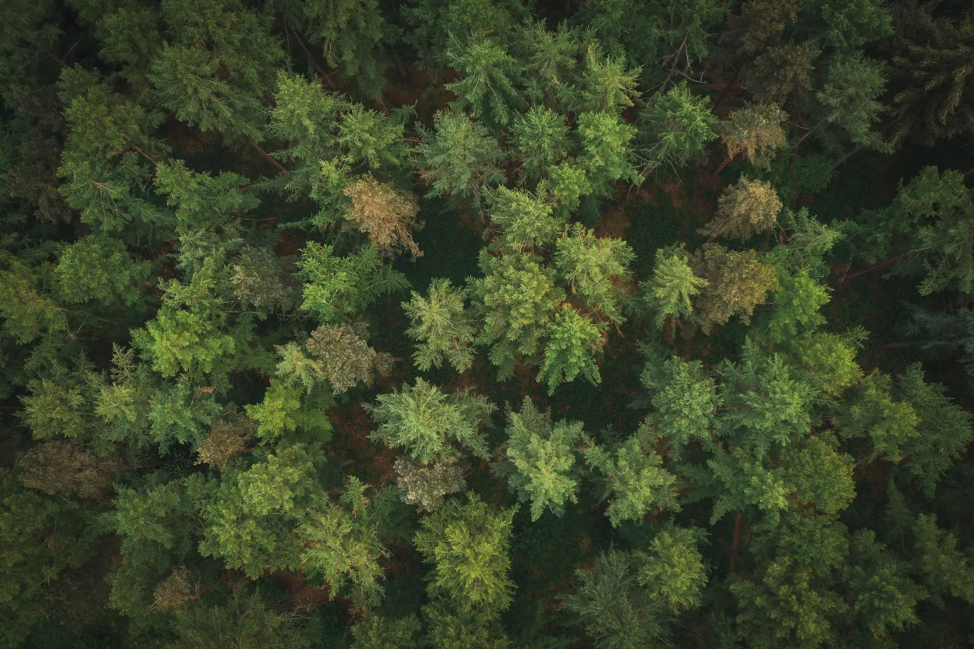 Vue aérienne d'une forêt